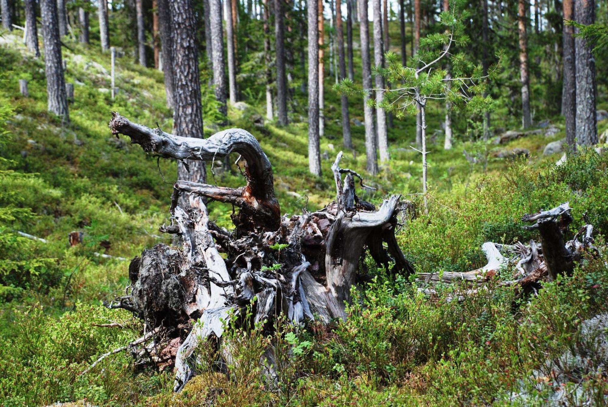 Hytte Anno 1721 Uten Internett, Strom, Vann - Men Med Rodmalt Utedo Ljordal Экстерьер фото